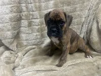 Vette, a female Boxer for sale in Allons, TN – 4 of 4