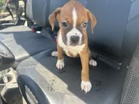 Lilly, a female Boxer for sale in Allons, TN – 2 of 5