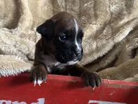 Betetta, a female Boxer for sale in Allons, TN – Photo 1 of 9