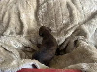 Betetta, a female Boxer for sale in Allons, TN – Photo 9 of 9