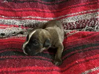 Betetta, a female Boxer for sale in Allons, TN – Photo 4 of 9