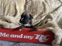 Betetta, a female Boxer for sale in Allons, TN – Photo 8 of 9