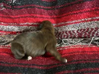 Betetta, a female Boxer for sale in Allons, TN – Photo 5 of 9