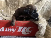 Betetta, a female Boxer for sale in Allons, TN – Photo 6 of 9