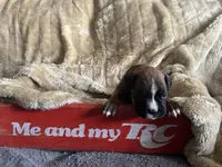 Betetta, a female Boxer for sale in Allons, TN – Photo 7 of 9