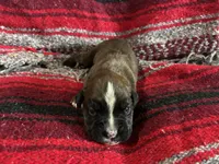 Betetta, a female Boxer for sale in Allons, TN – Photo 3 of 9