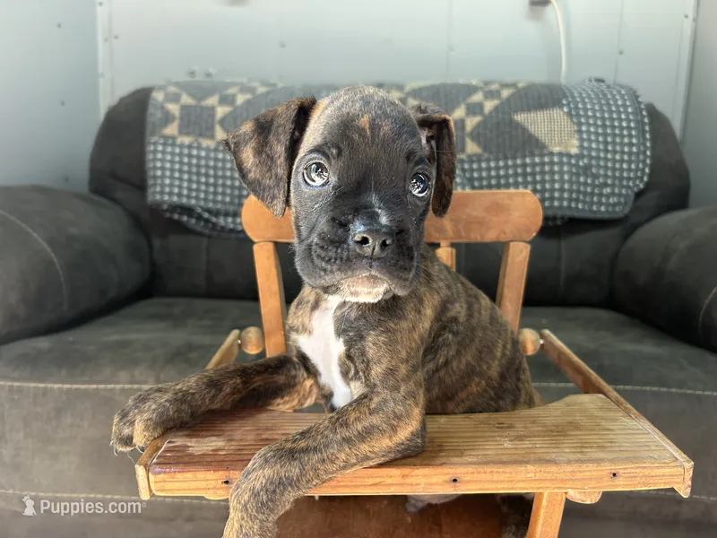 Monte – Boxer puppy for sale in Allons, TN