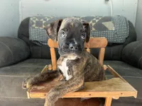 Monte, a male Boxer for sale in Allons, TN – 2 of 9