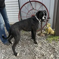 Onyx’s pups, a  Boxer for sale in Allons, TN – Photo 4 of 4