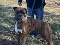 Onyx’s pups, a  Boxer for sale in Allons, TN – Photo 3 of 4