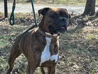 Onyx’s pups, a  Boxer for sale in Allons, TN – Photo 2 of 4