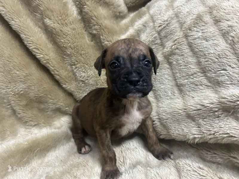 Chevy – Boxer puppy for sale in Allons, TN