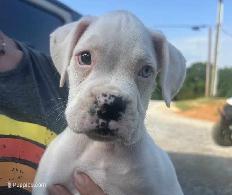 Blue – Boxer puppy for sale in Allons, TN