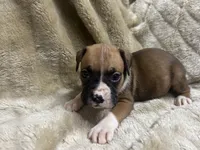 Scraper, a male Boxer for sale in Allons, TN – 3 of 3