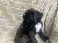 Ace, a male Boxer for sale in Allons, TN – 4 of 4