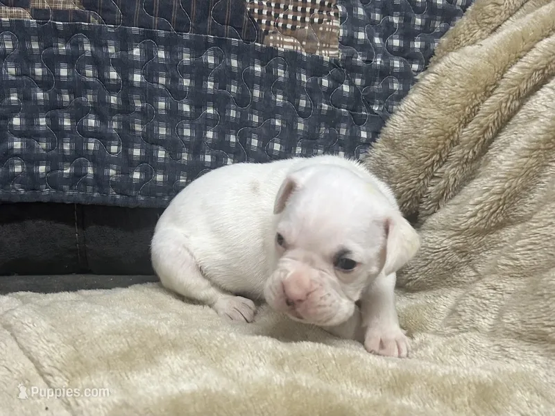 Spot – Boxer puppy for sale in Allons, TN