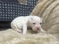 Spot, a male Boxer for sale in Allons, TN – Photo 2 of 4