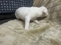 Spot, a male Boxer for sale in Allons, TN – Photo 3 of 4