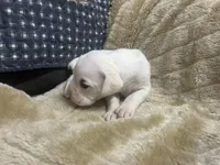 Spot, a male Boxer for sale in Allons, TN – Photo 4 of 4