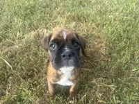 Sierra , a female Boxer for sale in Allons, TN – 8 of 10