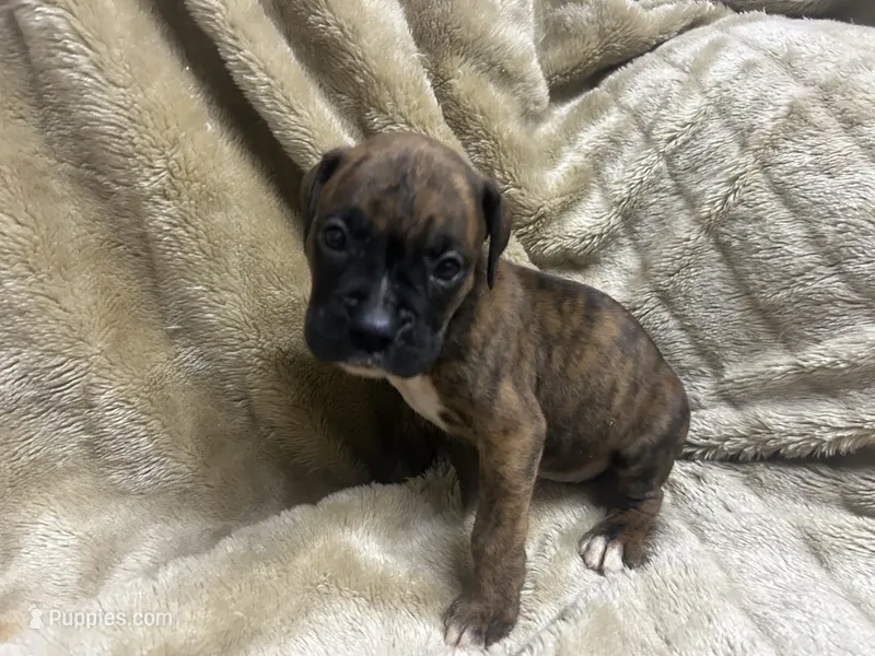 Tahoe – Boxer puppy for sale in Allons, TN