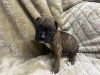 Tahoe, a male Boxer for sale in Allons, TN – 1 of 2