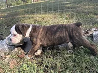 Yukon, a male Boxer for sale in Allons, TN – Photo 4 of 6