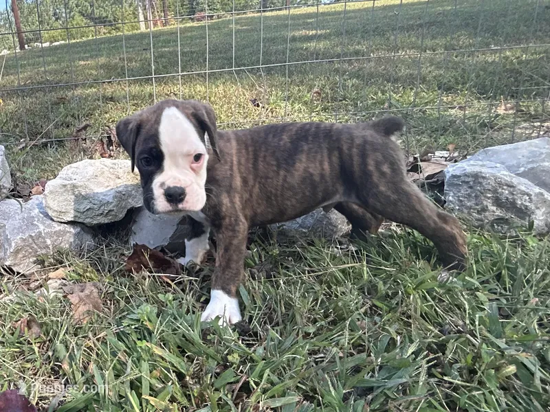 Yukon, a male Boxer for sale in Allons, TN – Photo 1 of 6