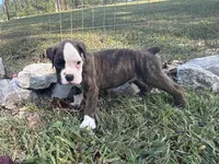 Yukon, a male Boxer for sale in Allons, TN – Photo 1 of 6