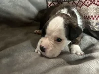 Yukon, a male Boxer for sale in Allons, TN – Photo 2 of 6