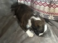 Yukon, a male Boxer for sale in Allons, TN – Photo 3 of 6