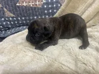 Vette, a female Boxer for sale in Allons, TN – Photo 3 of 5