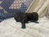 Vette, a female Boxer for sale in Allons, TN – Photo 5 of 5