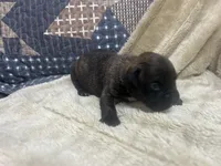 Vette, a female Boxer for sale in Allons, TN – Photo 2 of 5