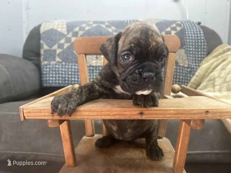 Vette – Boxer puppy for sale in Allons, TN