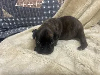 Vette, a female Boxer for sale in Allons, TN – Photo 4 of 5