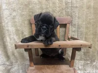 Luv/Eruo, a female Boxer for sale in Allons, TN – Photo 8 of 9