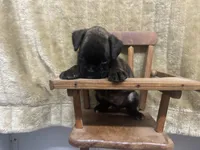 Luv/Eruo, a female Boxer for sale in Allons, TN – Photo 9 of 9