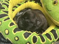 Luv/Eruo, a female Boxer for sale in Allons, TN – Photo 2 of 9