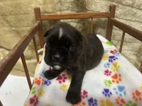 Luv/Eruo, a female Boxer for sale in Allons, TN – Photo 7 of 9