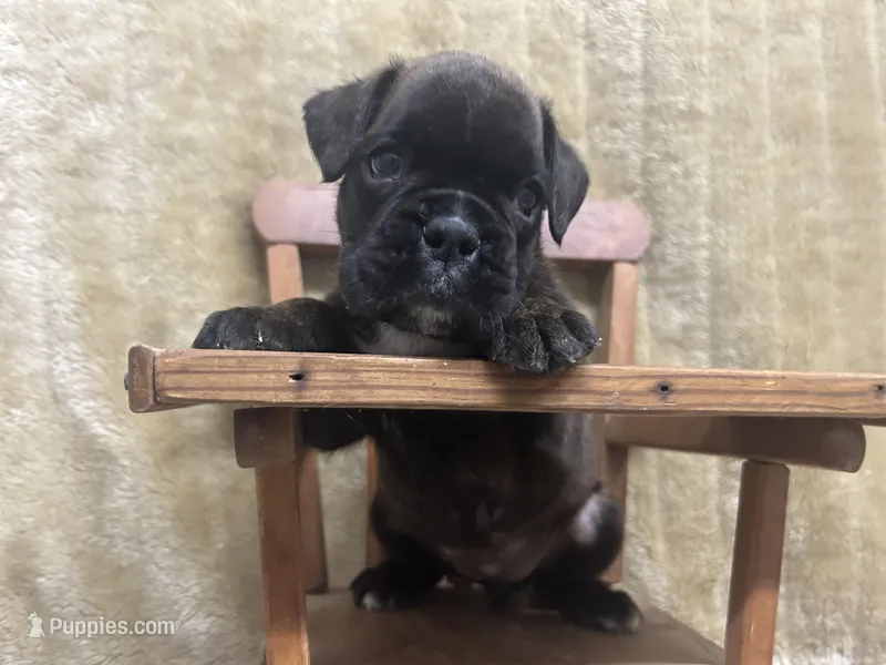 Luv/Eruo, a female Boxer for sale in Allons, TN – Photo 1 of 9