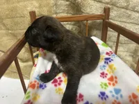 Luv/Eruo, a female Boxer for sale in Allons, TN – Photo 4 of 9