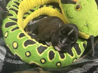 Luv/Eruo, a female Boxer for sale in Allons, TN – Photo 3 of 9