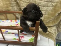 Luv/Eruo, a female Boxer for sale in Allons, TN – Photo 6 of 9