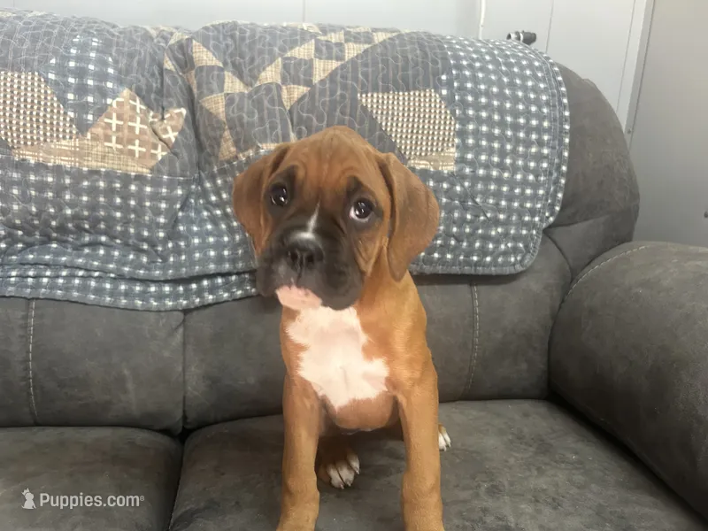 Nova – Boxer puppy for sale in Allons, TN