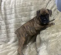 Vette, a female Boxer for sale in Allons, TN – 3 of 4