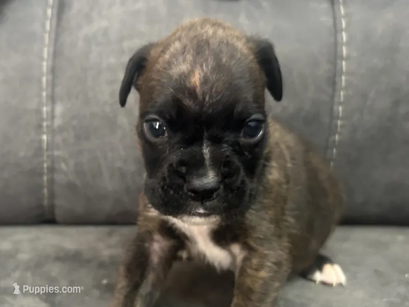 Monte – Boxer puppy for sale in Allons, TN