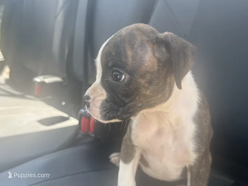 Celest – Boxer puppy for sale in Allons, TN