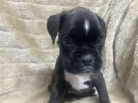 Ace, a male Boxer for sale in Allons, TN – 2 of 4