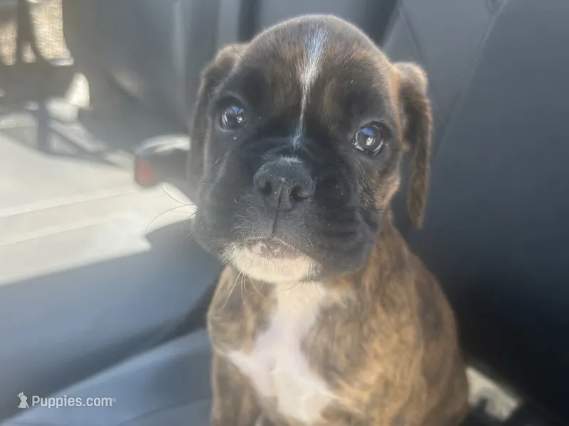 Sierra  – Boxer puppy for sale in Allons, TN